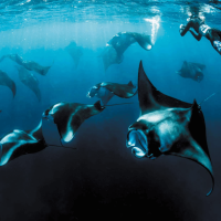 Snorkeling-with-Manta-Rays-Maldives